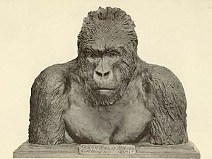 Mountain Gorilla bust by Carl Akeley