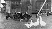 Mrs. Teodor Fedaj feeding turkeys at Picture Butte (22047610312)