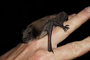 Myotis dasycneme pond bat feet