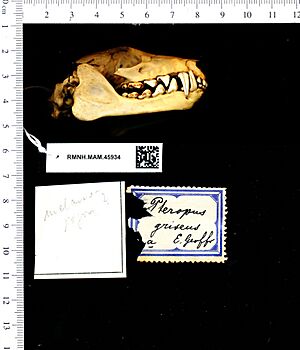 Naturalis Biodiversity Center - RMNH.MAM.45934 lat - Pteropus melanopogon - skull.jpeg