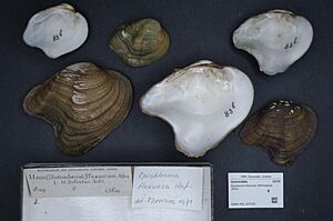 Naturalis Biodiversity Center - RMNH.MOL.327105 - Epioblasma flexuosa (Rafinesque, 1820) - Unionidae - Mollusc shell