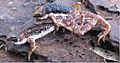 Nimbaphrynoides occidentalis female and male in amplexus