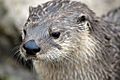 North American River Otter - CNP 3361 (7056954311)