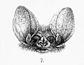 Nyctophilus timoriensis