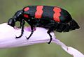 Orange Blister Beetle (Mylabris pustulata) on Ipomoea carnea W IMG 0593