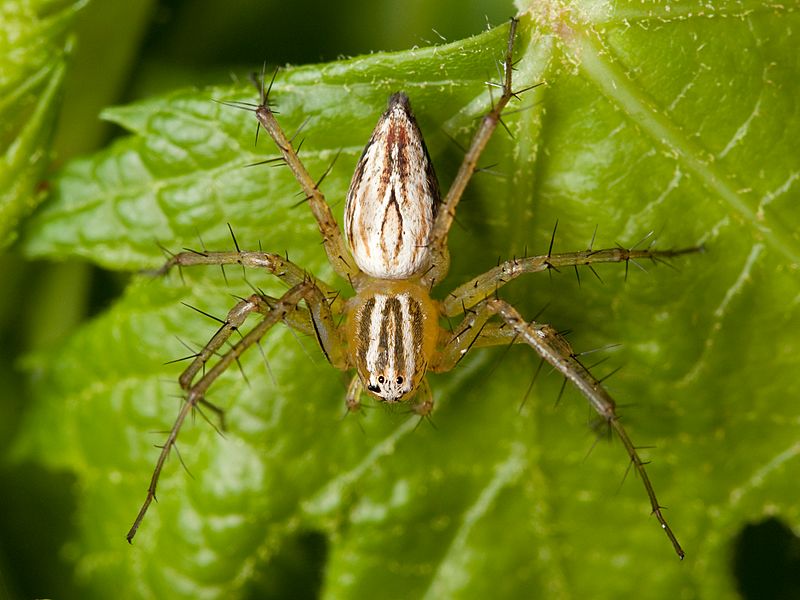 Oxyopes salticus female 01