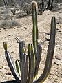Pachycereus schottii (5782222323)