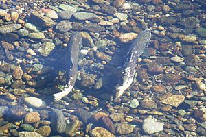 Pair of Chinook salmon