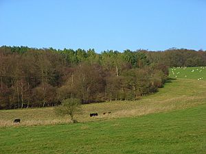 Pasture and woodland, Handsmooth - geograph.org.uk - 627190.jpg