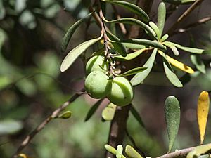 Persoonia subvelutina fruit