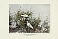 Pictures of bird life - on woodland meadow, mountain and marsh (1903) (14563864007)
