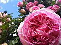 Pink Roses at the International Rose Test Garden in Portland, Oregon