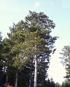 Pinus resinosa.jpg
