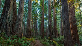 Prairie Creek Redwoods State Park.jpg