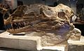 Proceratosaurus holotype