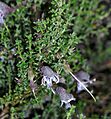 Prostanthera serpyllifolia