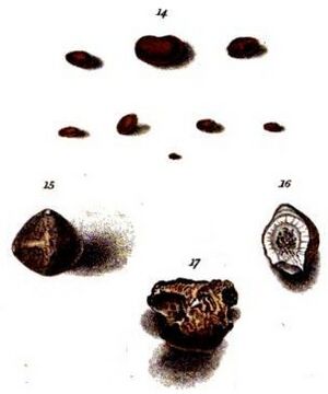 Prout William calculi