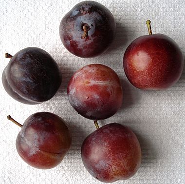 Prunus Graf-Althanns-Reneklode