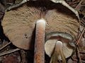 Psilocybe.caerulescens.SEmushroomHunter