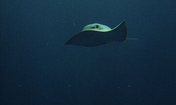 Pteroplatytrygon violacea monterey