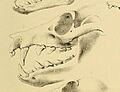 Pteropus aruensis.jpg