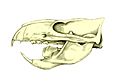 Ptilodus skull BW