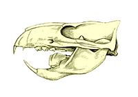 Ptilodus skull BW.jpg