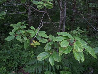 Rhamnus purshiana, Cascara -- branch with leaves, flowers and buds