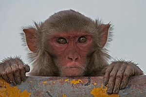 Rhesus Macaque (Macaca mulatta) in Kinnarsani WS, AP W IMG 5792