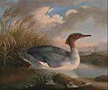 Robert Wilkinson Padley - A Dun Diver (Goosander) - Google Art Project