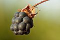 Rubus caesius fruit - Keila