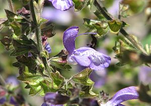 Salvia forsskaolei