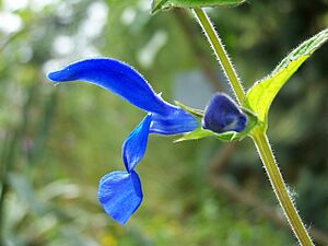 Salvia patens Mexico