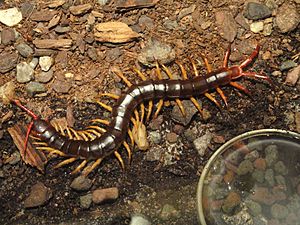 Scolopendra subspinipes - National Museum of Natural History, United States - DSC08514.JPG