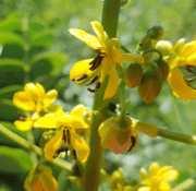 Senna marilandica flowers and buds