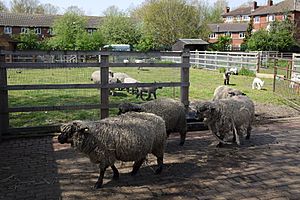 Sheep at Surrey Docks Farm