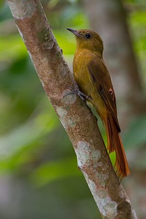 Sittasomus griseicapillus Olivaceous Woodcreeper.jpg