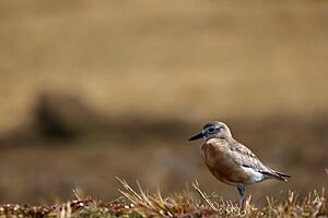 Southern NZ Dotterel.jpg