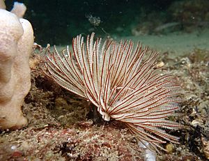 Southern fanworm