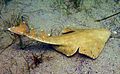 Squatina australis