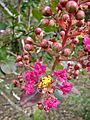 Starr 080716-9501 Lagerstroemia indica