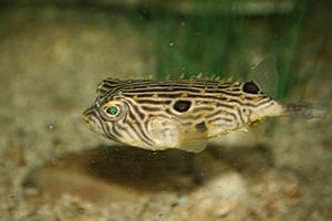 Striped burrfish (Chilomycterus schoepfi).jpg