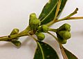 Sydney Blue Gum (E.saligna) - buds