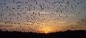 Tadarida brasiliensis outflight Hristov Carlsbad Caverns
