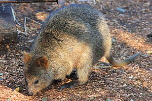 Taronga Zoo - Quokka (21538911513)