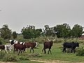 Taureaux et vaches hollandais à wallya Cameroun