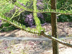 Taxodium distichum3