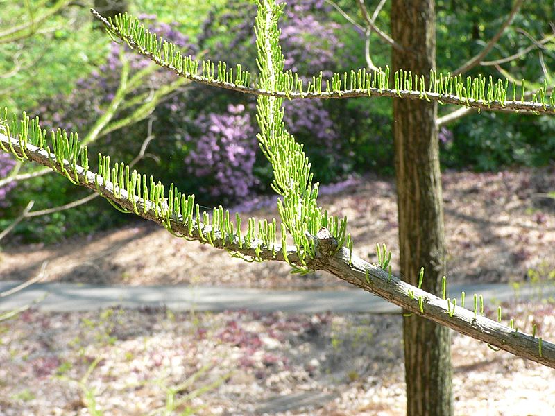 Taxodium distichum3