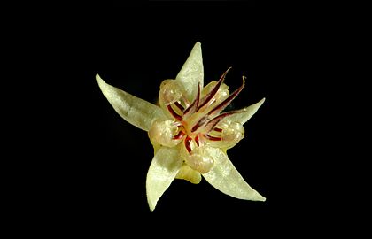 Theobroma cacao - flower2