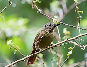 Thripadectes melanorhynchus - Black-billed Treehunter.jpg